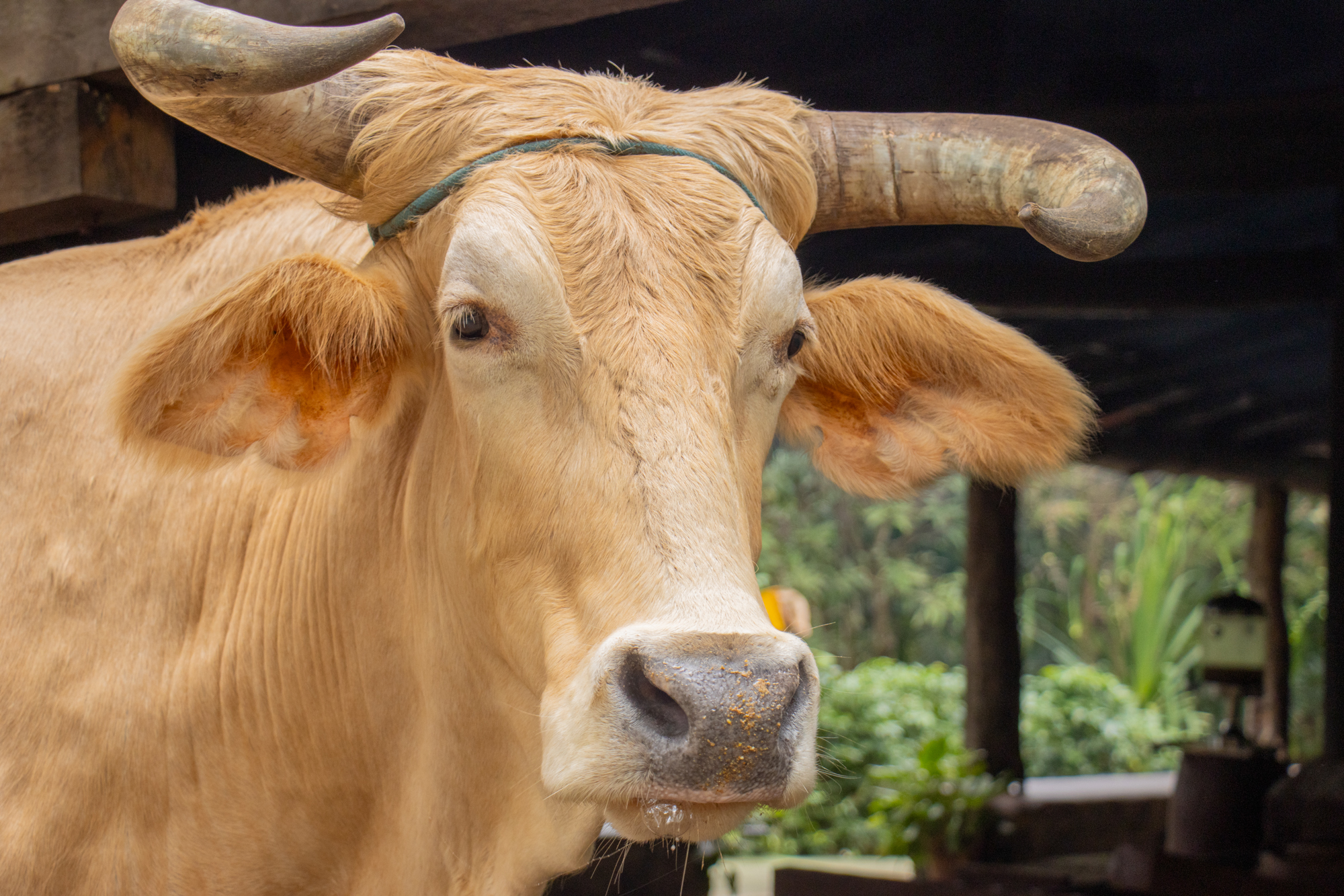 Close-up of a cow with large horns and a rope around its head in a rustic outdoor setting.
