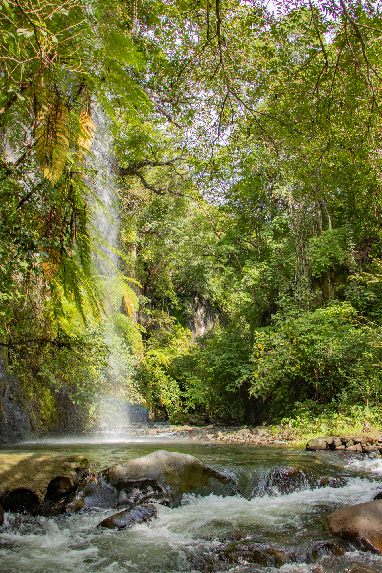 Lush green forest with a waterfall cascading into a rocky stream.