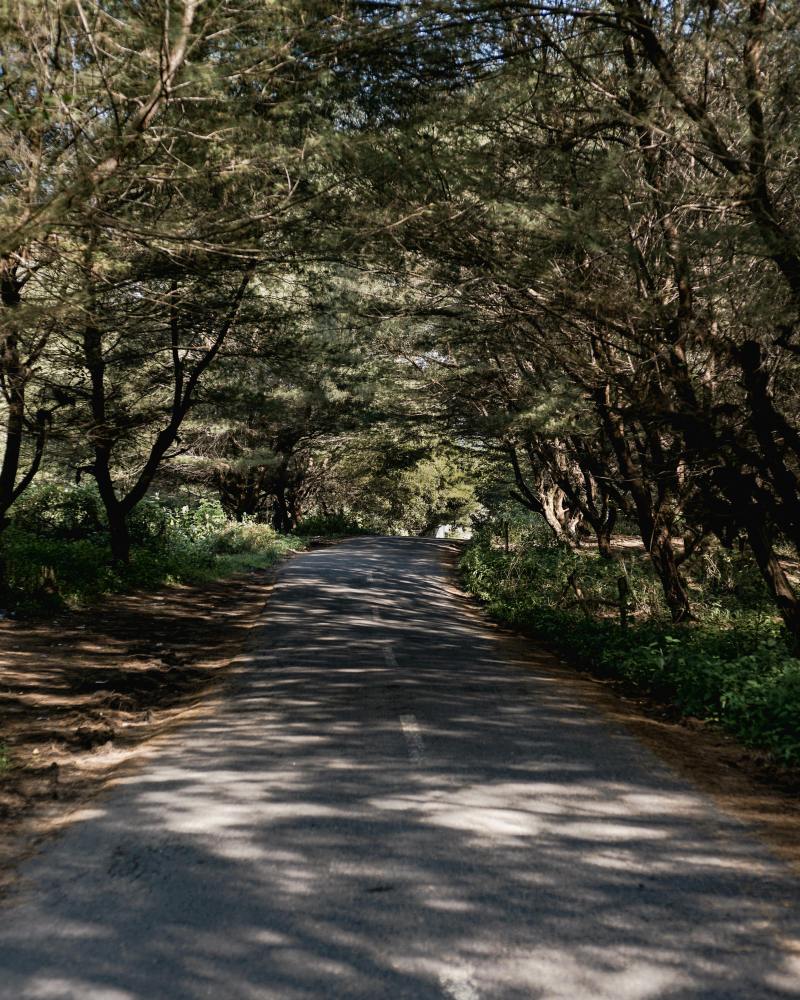 Carretera bordeada de árboles con luz moteada y sombras de la vegetación superior.